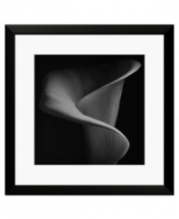 Floral portrait. The swirling petal of a single calla lily emerges from the darkness in this dramatic photo print. An alluring beauty in any decor, framed in simple black and white.