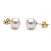 Cultured White Japanese Saltwater Akoya Pearl Stud Earrings, 7.5-8.0mm - AA+ Quality, 14K Yellow Gold Posts and Backs